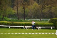 BARTH Run Velká pardubická (276)